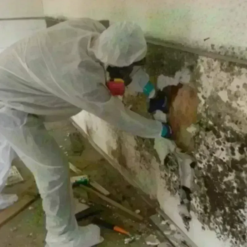 Mold Remediation and Removal in Mosquero, NM